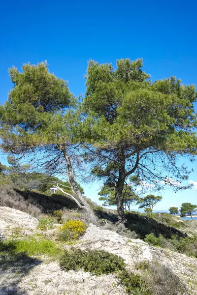 Karydi Sahili yakınlarındaki Sithonia kıyı şeridi, Chalkidiki, Orta Makedonya, Yunanistan