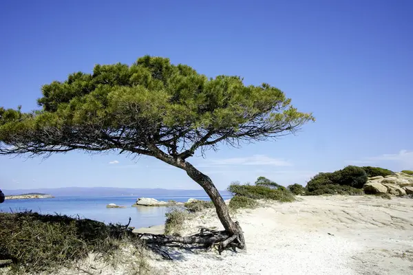Karydi Sahili yakınlarındaki Sithonia kıyı şeridi, Chalkidiki, Orta Makedonya, Yunanistan