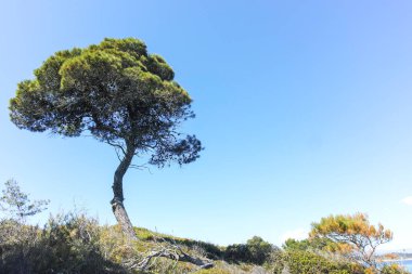 Karydi Sahili yakınlarındaki Sithonia kıyı şeridi, Chalkidiki, Orta Makedonya, Yunanistan