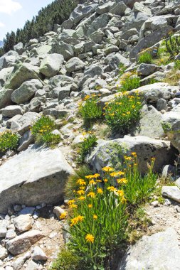 Bulgaristan 'ın Banderitsa Bölgesi yakınlarındaki Pirin Dağı' nın Şaşırtıcı Manzarası