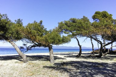 Lagoon Sahili yakınlarındaki Kassandra kıyı şeridi, Chalkidiki, Orta Makedonya, Yunanistan