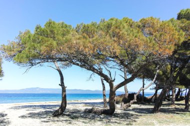 Lagoon Sahili yakınlarındaki Kassandra kıyı şeridi, Chalkidiki, Orta Makedonya, Yunanistan