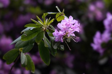 Pembe rhododendron çiçekleri doğada