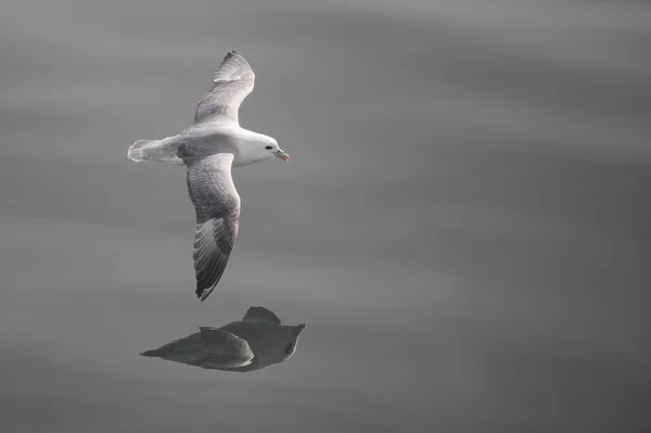 Seagull Flight Water — Stock Photo, Image