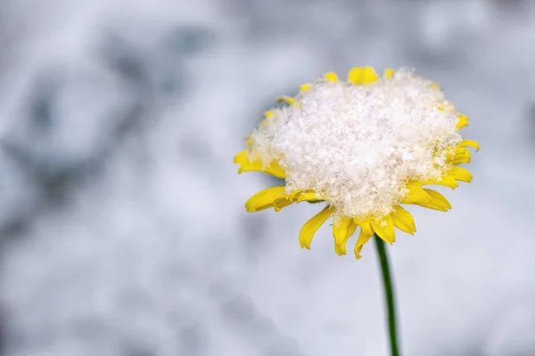 Желтый Цветок Снегу — стоковое фото