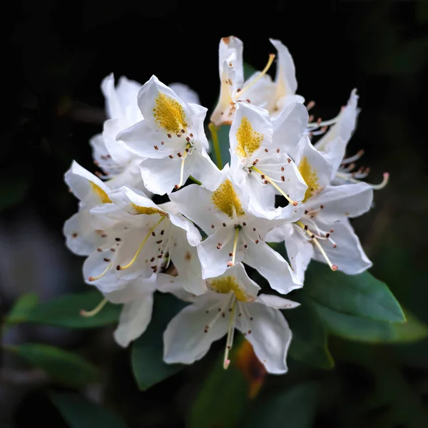 Wielkie Białe Kwiaty Rododendronu — Zdjęcie stockowe