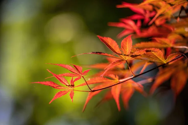 Laub Eines Japanischen Ahorns Voller Sonne — Stockfoto