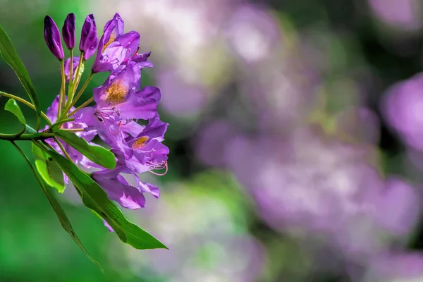 Pembe Rhododendron Çiçekleri Doğada — Stok fotoğraf