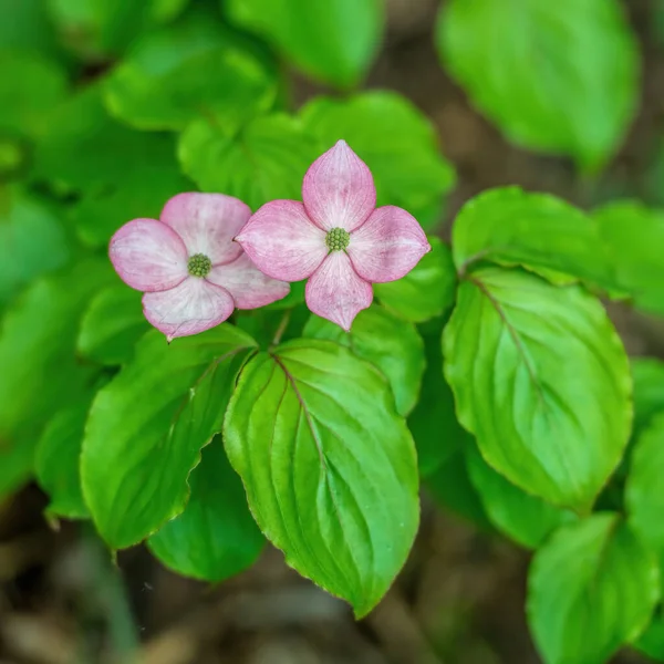 Розовые Цветы Догвуда Зеленой Листве — стоковое фото