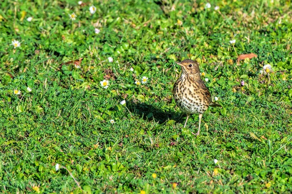 Song Thrush Meadow — Stock Photo, Image