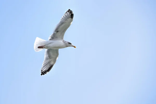 Gabbiano Bianco Volo Sfondo Cielo Blu — Foto Stock