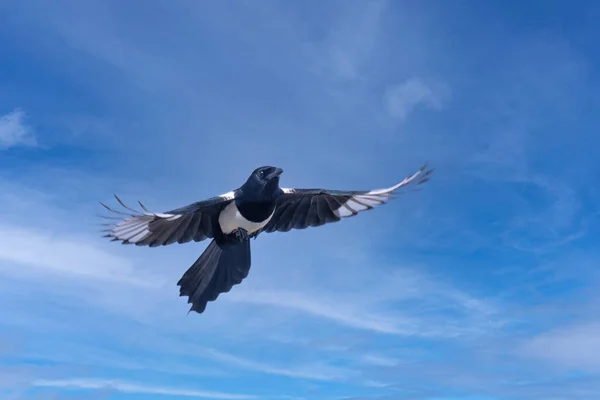 Elster Flug Blauen Himmel — Stockfoto