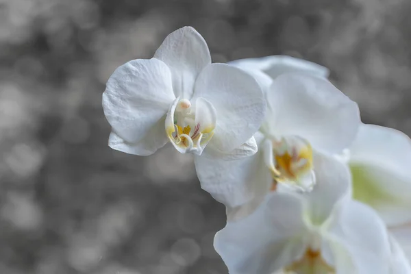 Vit Orkidé Blommor Grå Bakgrund — Stockfoto