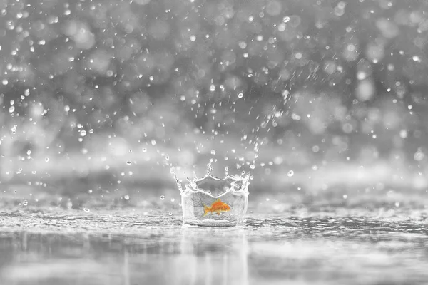 Regentropfen Kracht Auf Tisch Und Goldfisch — Stockfoto
