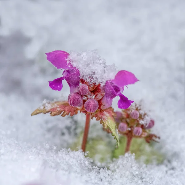 雪の中のピンクの花 — ストック写真