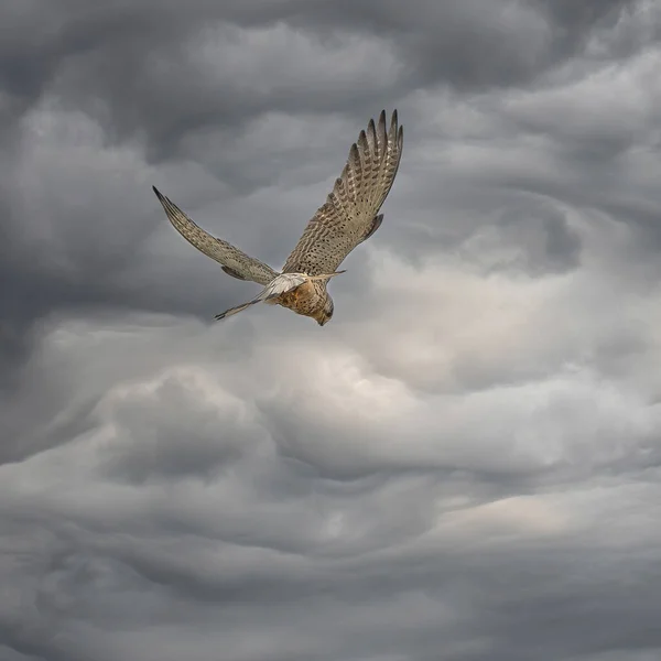 Kestrel Flight Sky — Stock Photo, Image