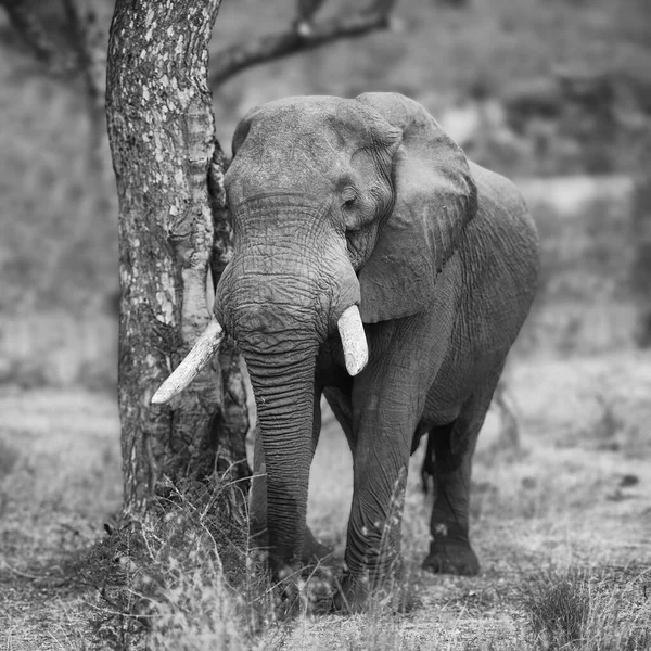 Male Elephant Black White — Stock Photo, Image