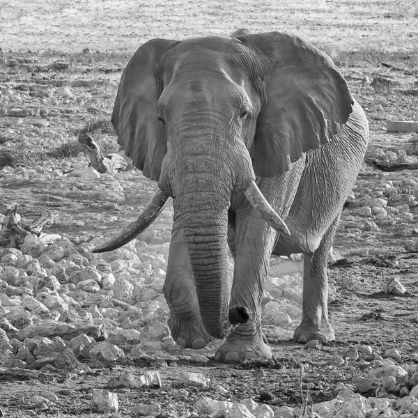 male elephant in black and white