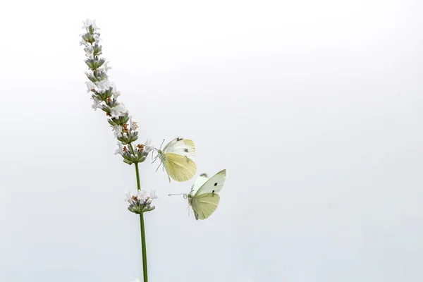 飞舞的蝴蝶和白色薰衣草 — 图库照片