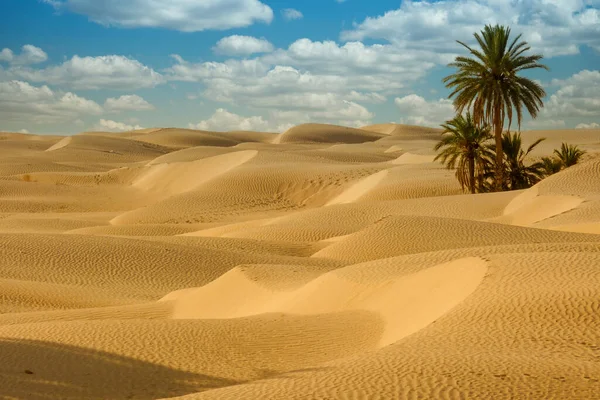 Песчаные Дюны Пальмы Голубое Небо — стоковое фото