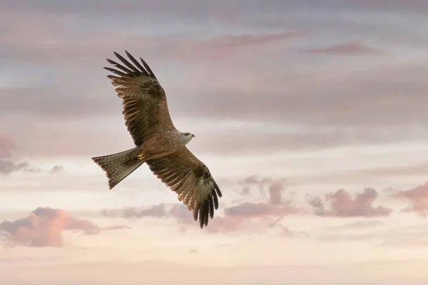 Flygning Svart Drake Morgonhimlen — Stockfoto