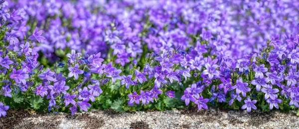 Clump Many Purple Bellflower — Stock Photo, Image
