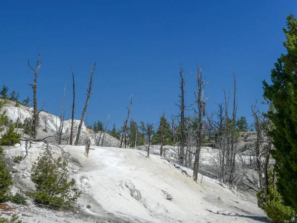 Mamute Primavera Parque Yellowstone — Fotografia de Stock