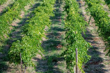 rows of vine plants