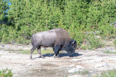 Yellowstone Ulusal Parkı 'nda Bizon