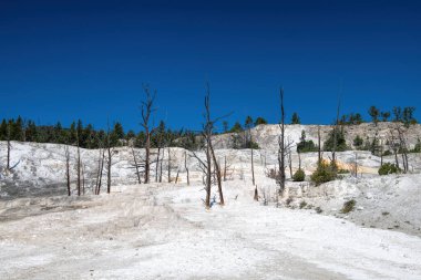 Yellowstone Parkı 'nda Mamut Baharı