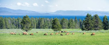 Yellowstone 'da geyik sürüsü