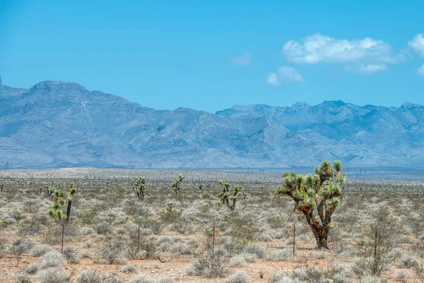 Пейзаж Пустыни Рядом Лас Вегасом — стоковое фото