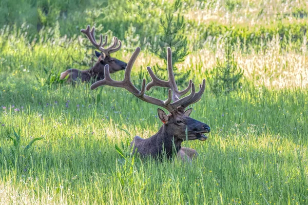 Two Bull Elk Yellowstone — Stock Photo, Image
