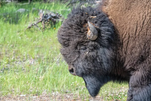 Bison Yellowstone Nemzeti Parkban — Stock Fotó