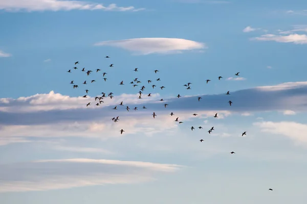 イエローストーンの鳥の群れは — ストック写真