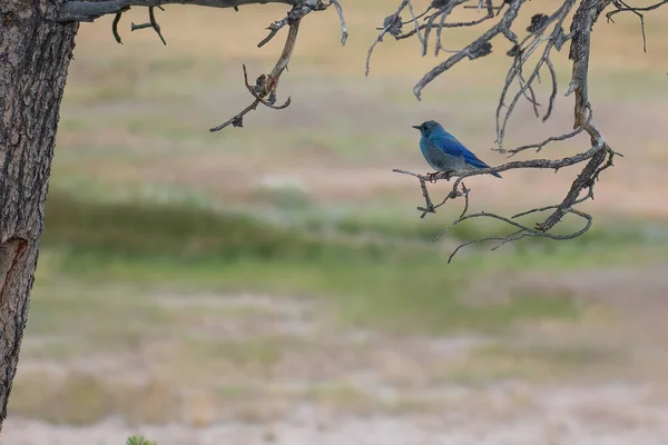 Pájaro Azul Una Rama Yellowstone —  Fotos de Stock