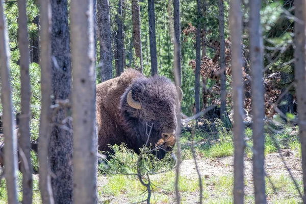 Bison Yellowstone Nationaal Park — Stockfoto