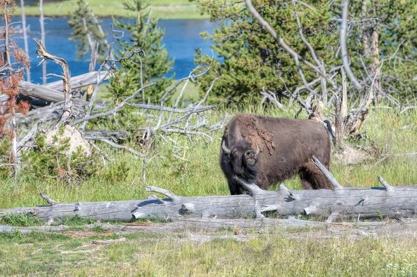 Bison Yellowstone National Park — Stock Photo, Image