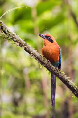 Kosta Rika 'da motmot kuşu