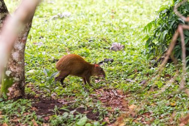 Kosta Rika 'dan agouti