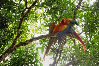 macaw bird  in Costa Rica