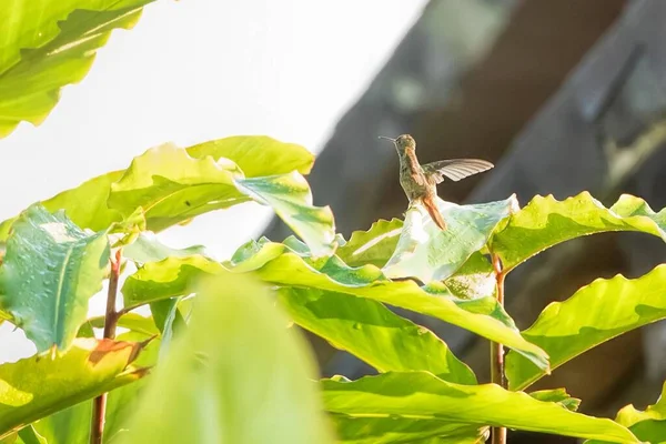 Colibri Kostarice — Stock fotografie