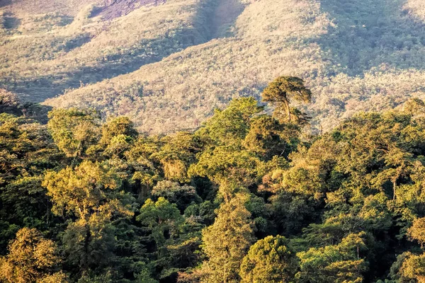 Ліс Коста Риці — стокове фото