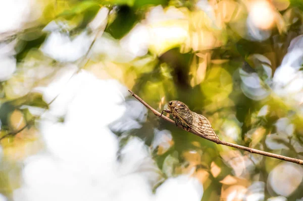 Cicada Costa Rica — Stock Photo, Image