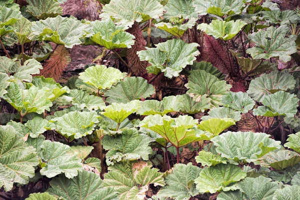 哥斯达黎加穷人的伞状植物 — 图库照片