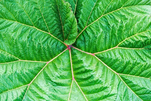 Парасолькова Рослина Бідних Коста Риці — стокове фото