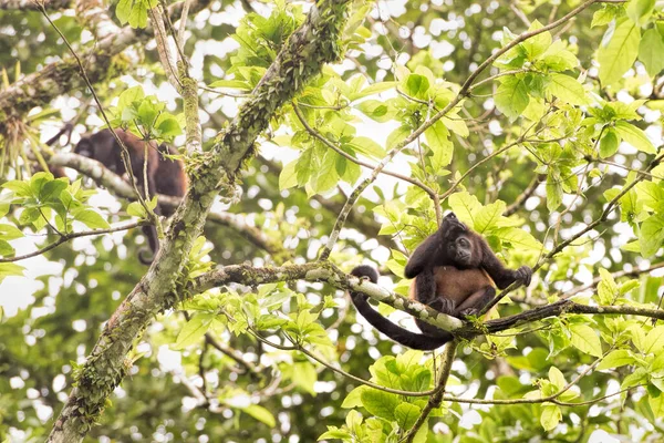 Kosta Rika Mantolu Uluyan Maymun — Stok fotoğraf