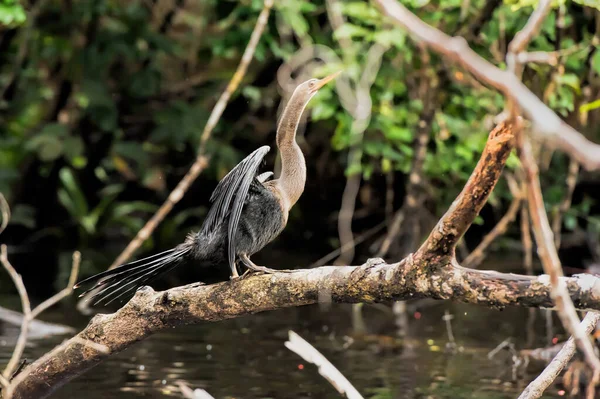 Птах Анінга Коста Риці — стокове фото