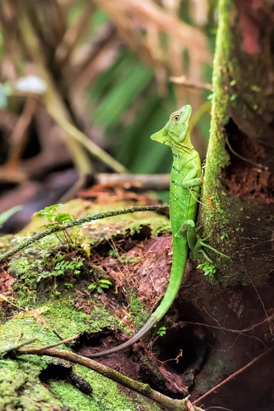 Smaragdbasilisk Costa Rica — Stockfoto