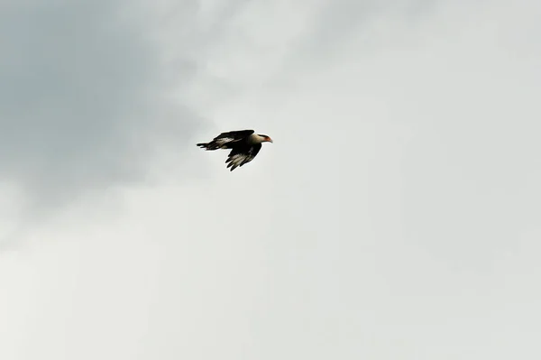 コスタリカのカラカラ鳥 — ストック写真